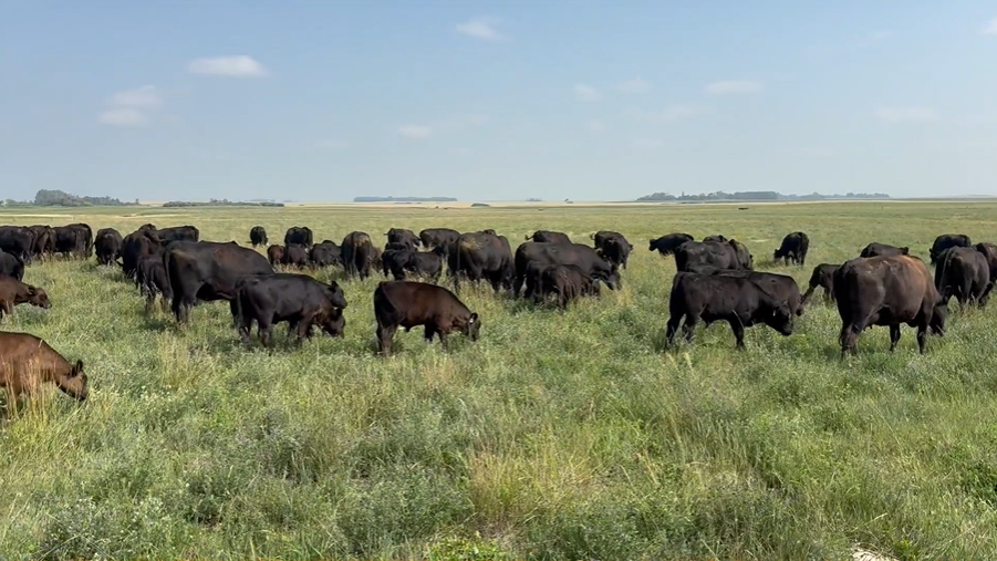 running age bred cows! Bc807A5